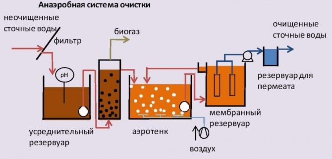 Анаэробные микроорганизмы